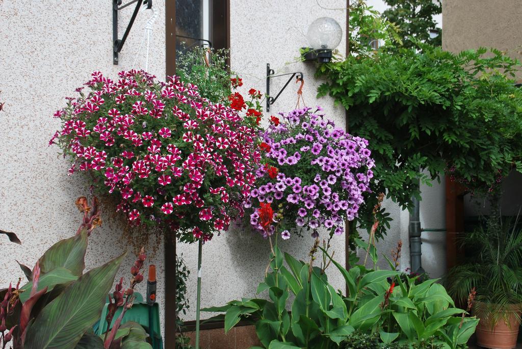 Pension Borna Exterior foto